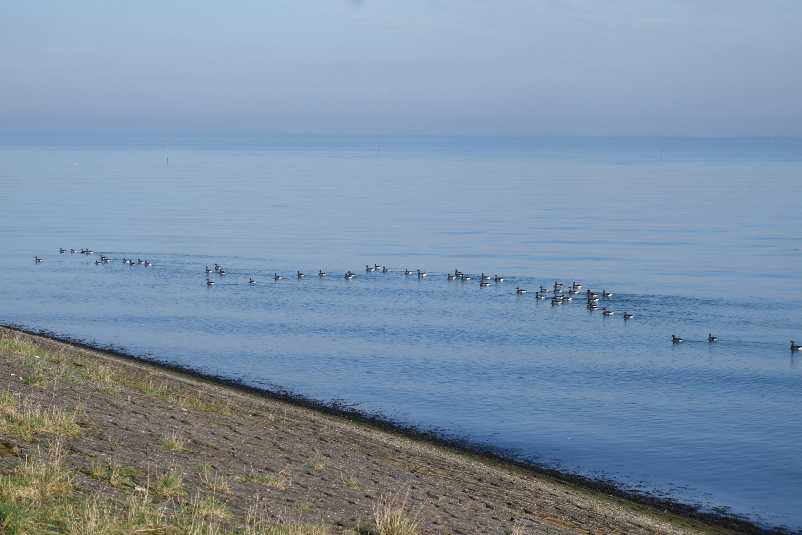 Oosterschelde nabij Yerseke
