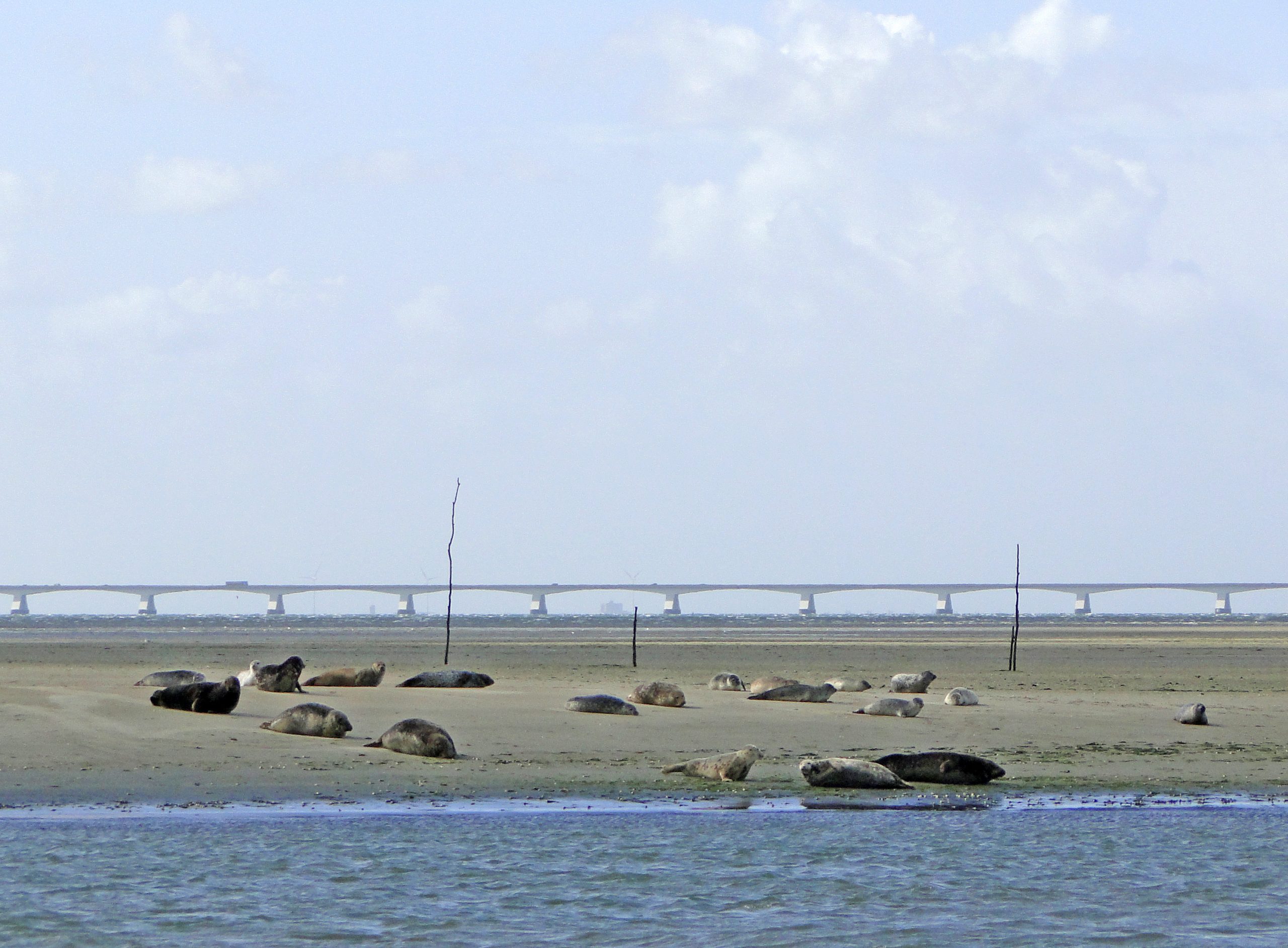 Wilco Jacobusse - Zeehonden Galgenplaat-1